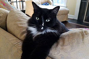 the-great-catsby