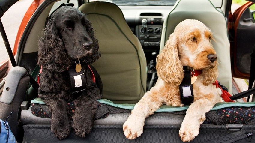 Disaster Plan for Pets Infographic
