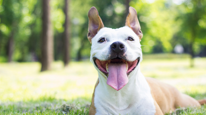 Staffordshire Bull Terrier