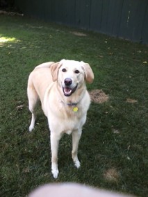 Jake the Lab Snacks