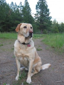 Bruneau Marred By Neighbor’s Weed Trimmer