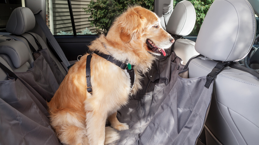 Car Safety Restraints for Dogs