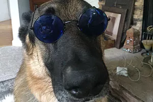 maximus-waffles