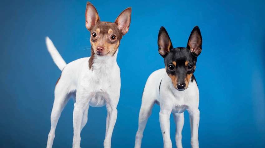 Toy Fox Terrier