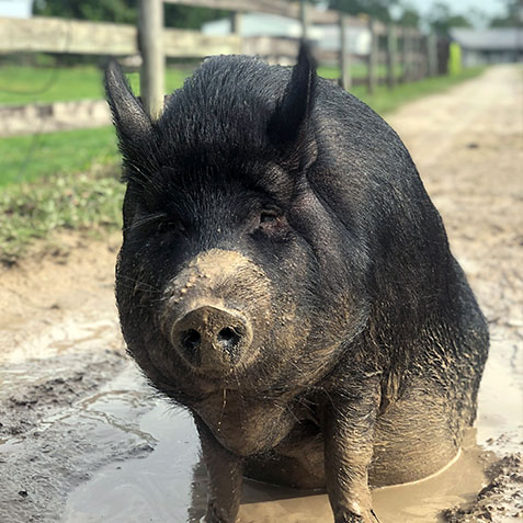2023-WPN-piggy-smalls