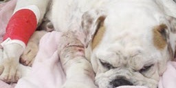 Saving-Diesel-A-Bulldogs-Story