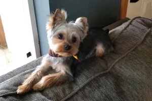 Chauncey-Von-Poops-a-Lot