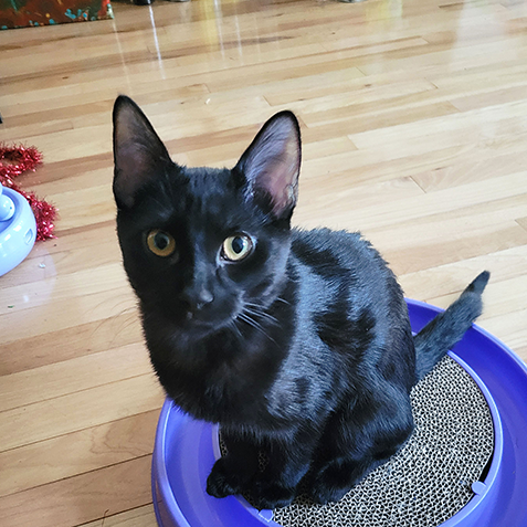 Purrrsephone