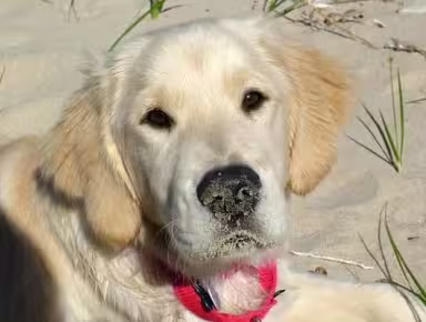 Pet Cancer Survivor