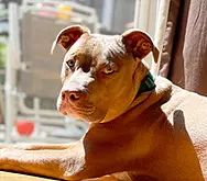 2021-wacky 0005 USE Macho Dog Randy Savage 4
