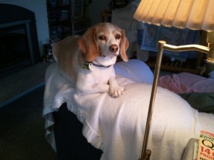 Beagle Bounces Back After Feasting