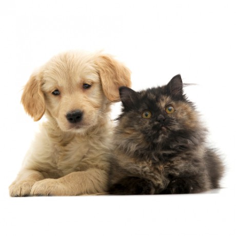 Popular-Pet-Names-460x460