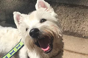 kayne-westie
