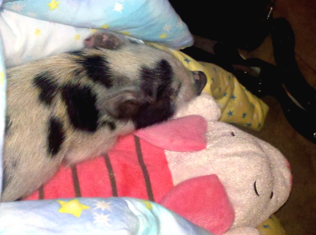 Nap-time_HN