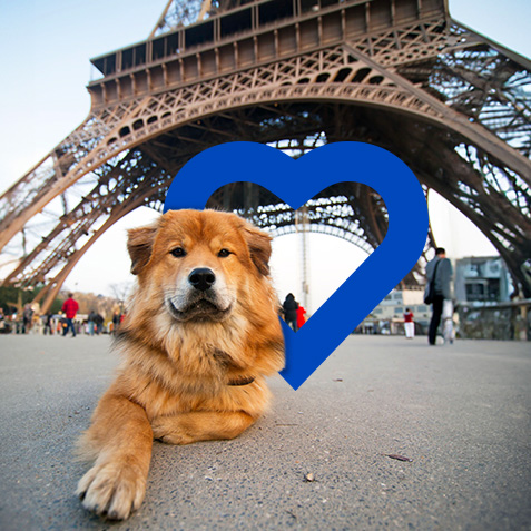 Paw-pular Paris-themed pet names