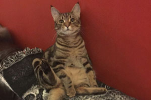sir-nigel-meowmittens-of-oscelot-court