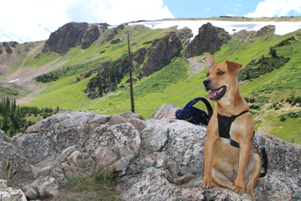 Dingo Climb