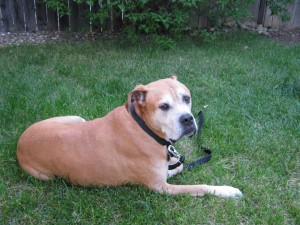 American Bulldog Fight