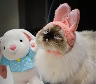 2021-wacky 0014 USE Mr Murder Mittens 1