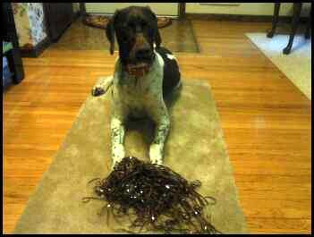 Rudy-with-tape_HN