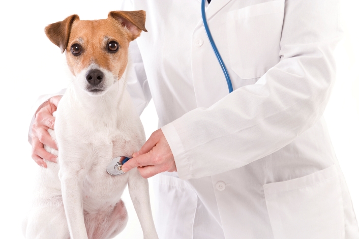 Jack-Russell-at-Vet-Exam