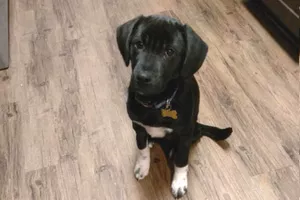 Franklin-Woofsevelt