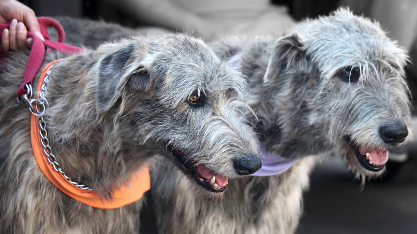 Irish Wolfhound