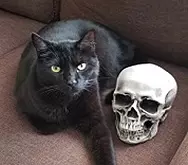 Edgar-Allen-Paw