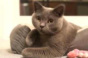Sir-Pounce-a-Lot