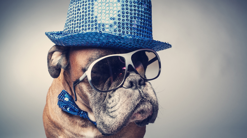 National Dress Up Your Pet Day