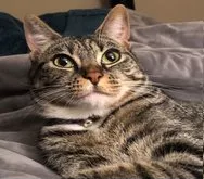 Avocato