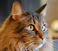 Copurrnicus