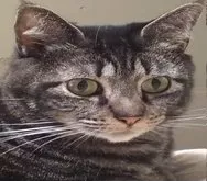 Dave-Meowthews