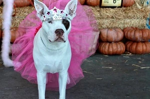 Isabella-Miss-Worldwide-Boo-Boo