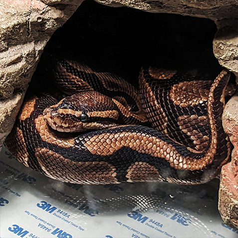 Boop Noodle