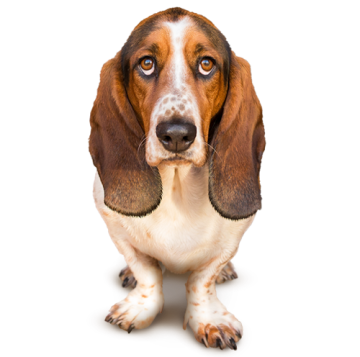 Basset dog