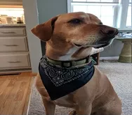 Bilbo-Beggins