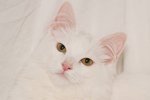 winston-purrchill