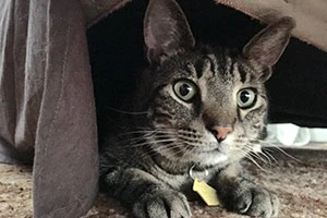 agent-jack-meower