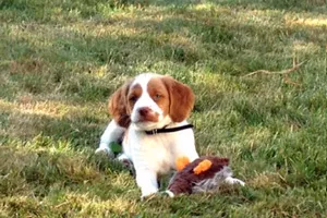 Lord-Stanley-the-Pup
