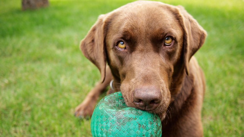 Pet First Aid Infographic