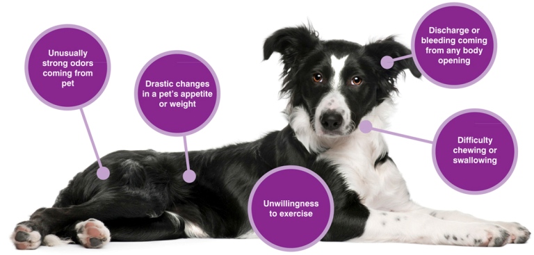 Pet Cancer Detection Tips