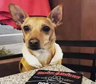 Anakin-Tailwagger