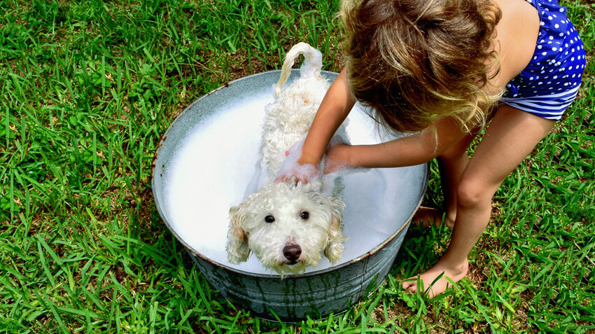 5 Dog Grooming Tips for Families