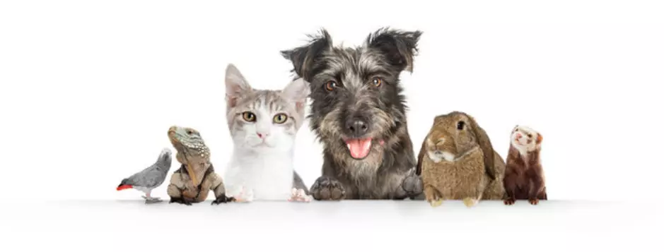 Group of animals