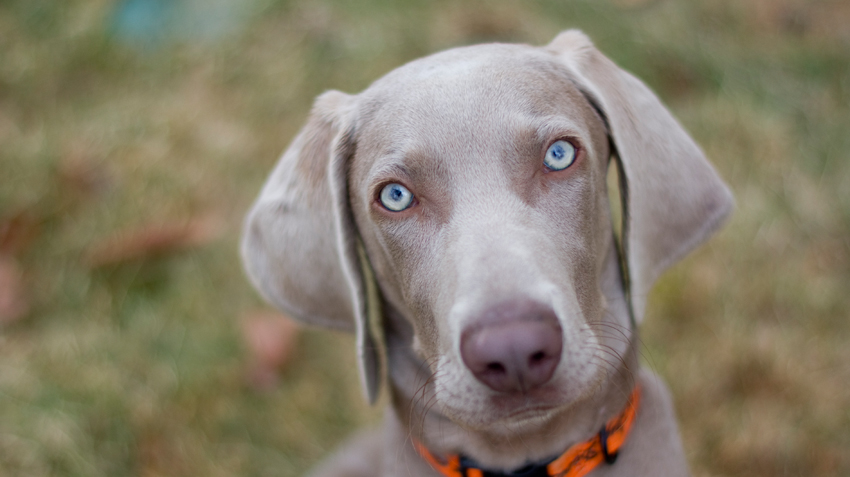 Weimaraner