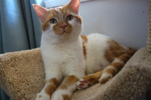 Sir-Reginald-Fluffybutt