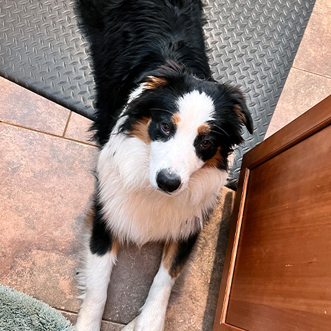 2023-WPN-whiskey-tango-furball