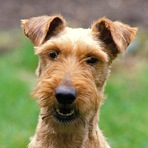 The luckiest St Patrick’s Day pet names