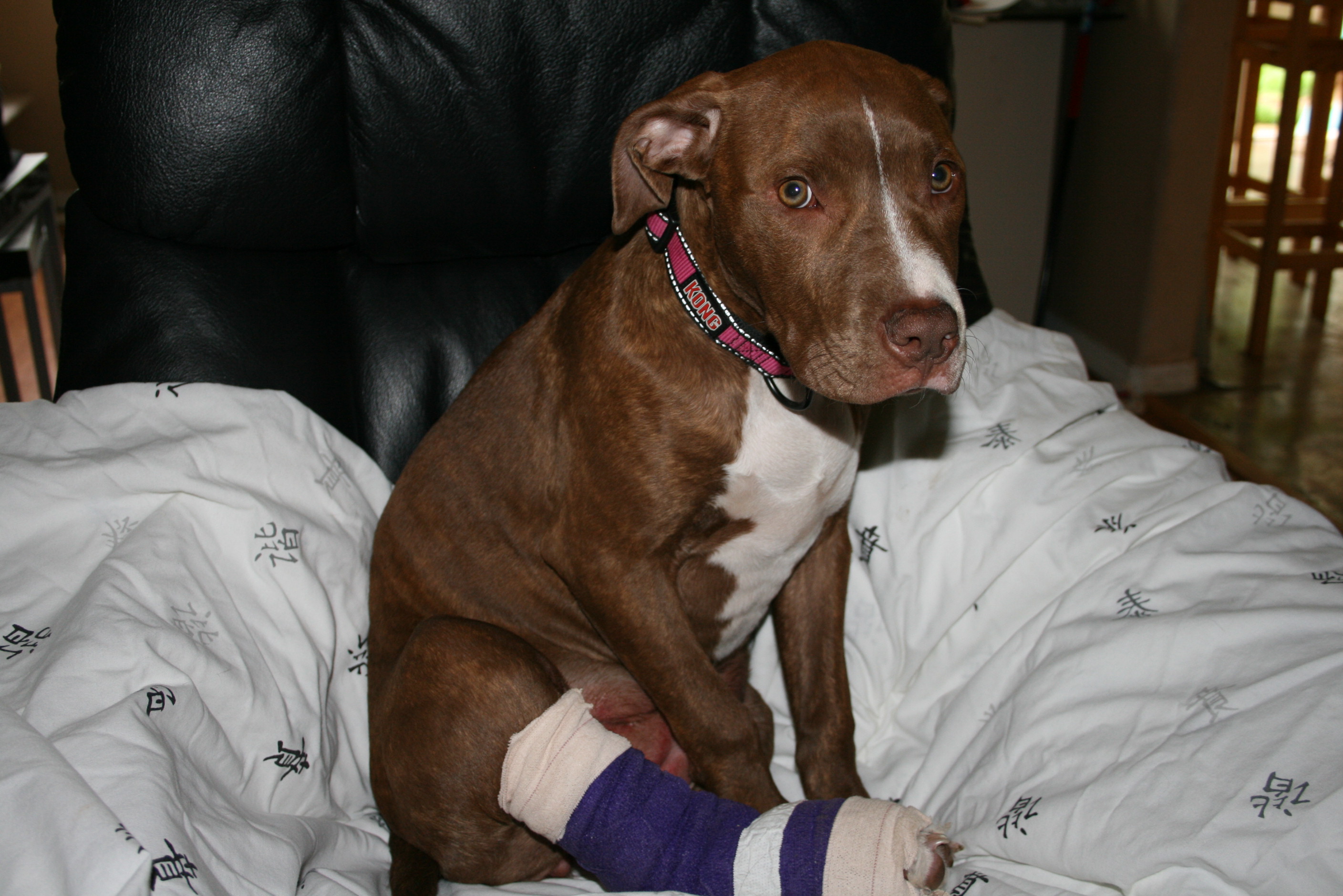 Piper the Pit Bull Recovers from Truck Tumble
